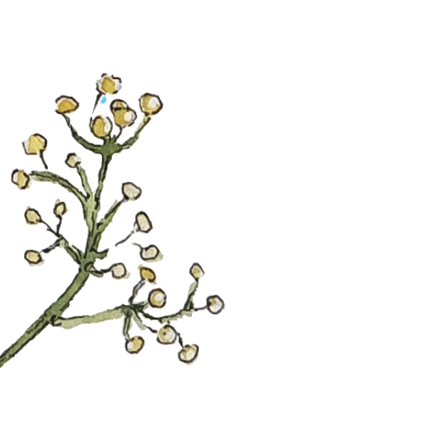 Apprendre à Dessiner en Ligne
